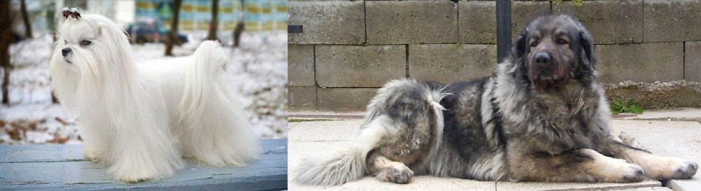 Sarplaninac vs Maltese - Breed Comparison
