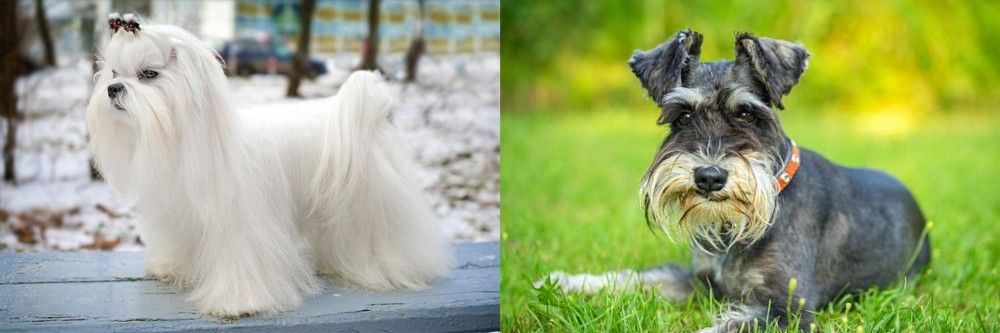 Schnauzer vs Maltese - Breed Comparison
