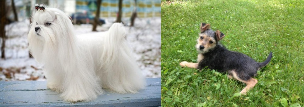 Schnorkie vs Maltese - Breed Comparison