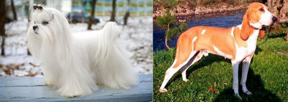 Schweizer Laufhund vs Maltese - Breed Comparison