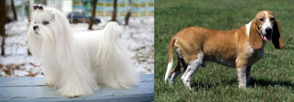 Schweizer Niederlaufhund vs Maltese - Breed Comparison