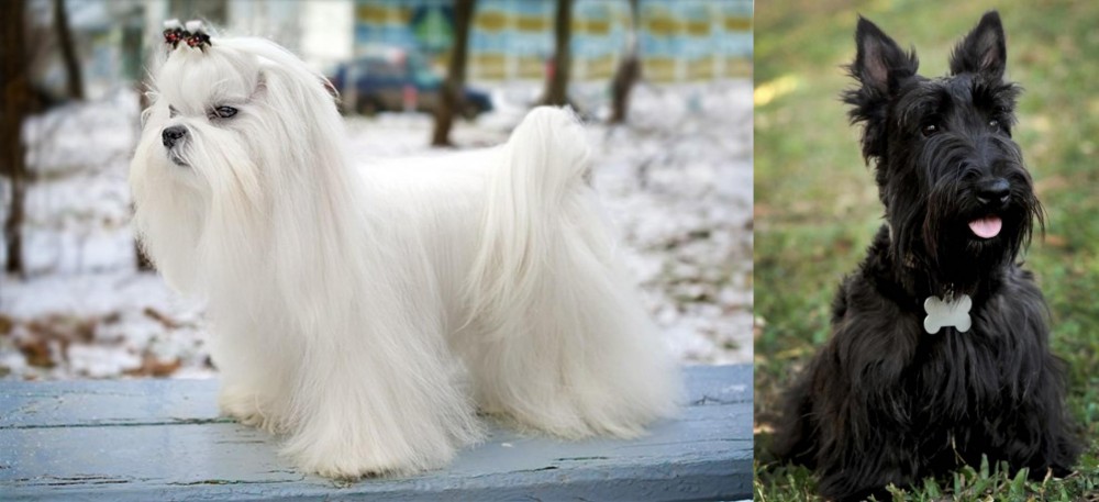 Scoland Terrier vs Maltese - Breed Comparison