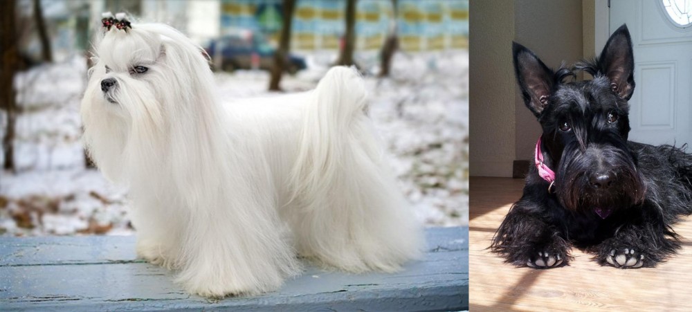Scottish Terrier vs Maltese - Breed Comparison
