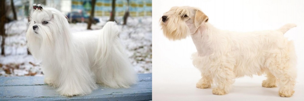 Sealyham Terrier vs Maltese - Breed Comparison