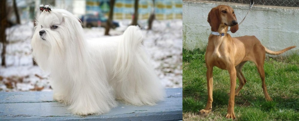 Segugio Italiano vs Maltese - Breed Comparison