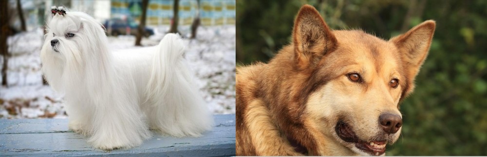 Seppala Siberian Sleddog vs Maltese - Breed Comparison