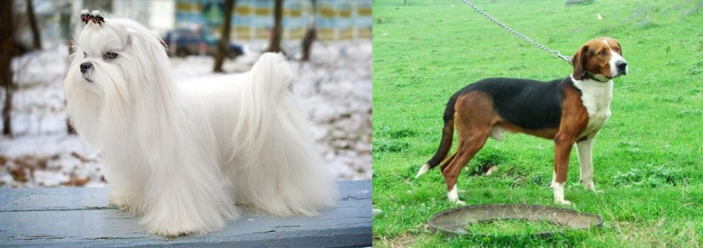 Serbian Tricolour Hound vs Maltese - Breed Comparison