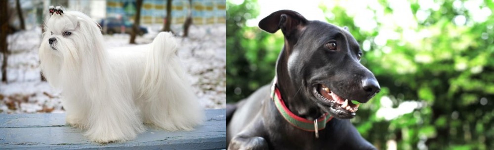 Shepard Labrador vs Maltese - Breed Comparison