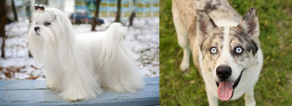 Shepherd Husky vs Maltese - Breed Comparison
