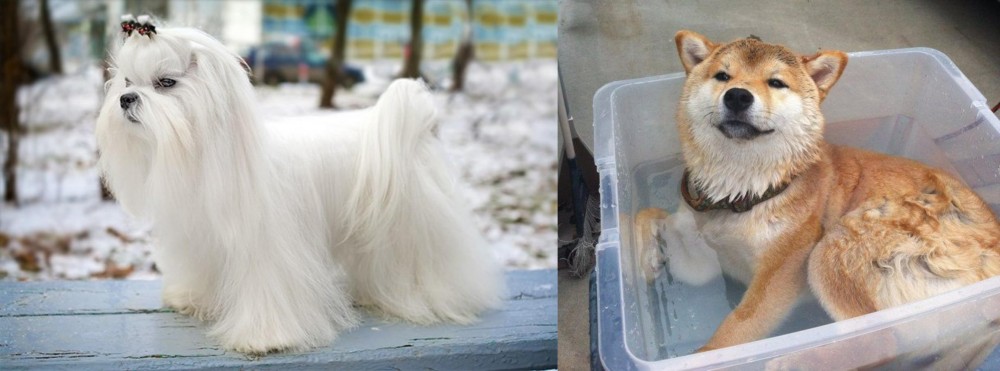 Shiba Inu vs Maltese - Breed Comparison