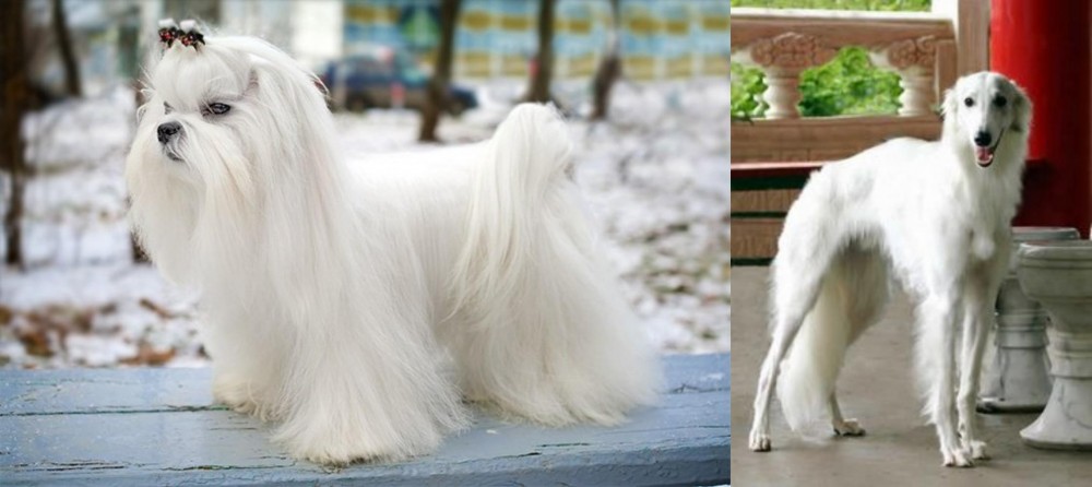 Silken Windhound vs Maltese - Breed Comparison