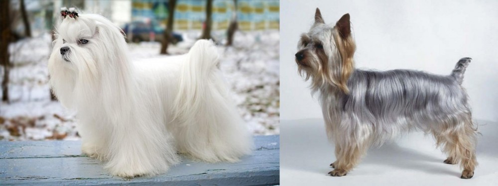 Silky Terrier vs Maltese - Breed Comparison