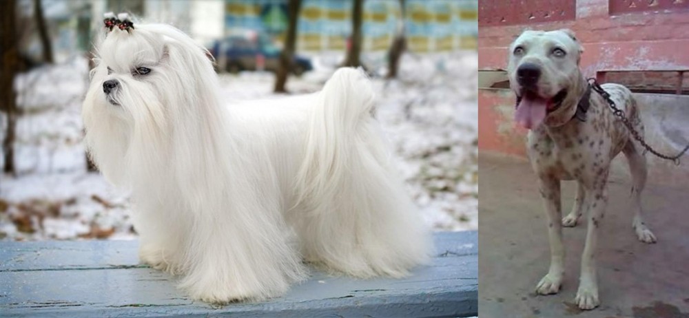 Sindh Mastiff vs Maltese - Breed Comparison