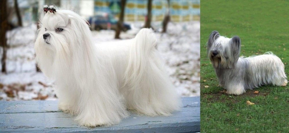 Skye Terrier vs Maltese - Breed Comparison
