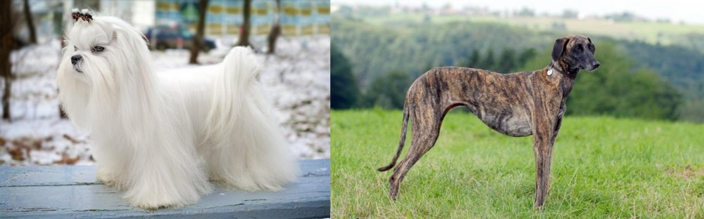 Sloughi vs Maltese - Breed Comparison