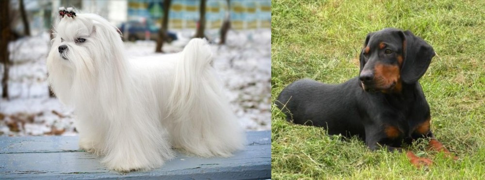 Slovakian Hound vs Maltese - Breed Comparison