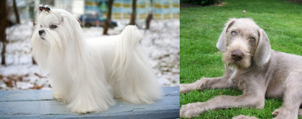 Slovakian Rough Haired Pointer vs Maltese - Breed Comparison