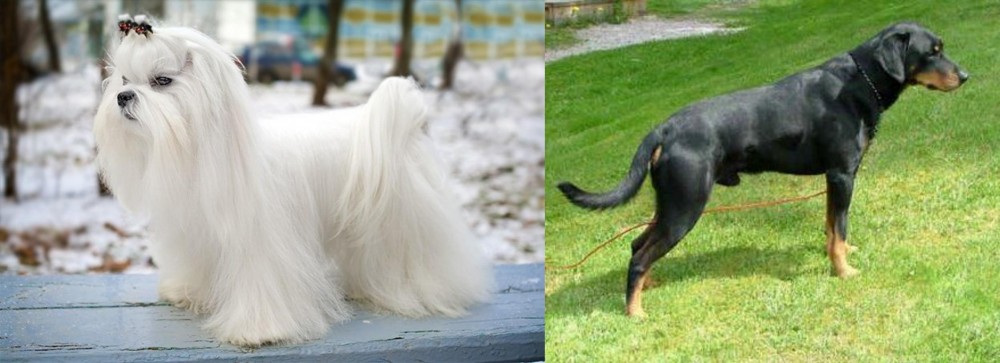 Smalandsstovare vs Maltese - Breed Comparison