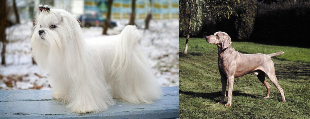 Smooth Haired Weimaraner vs Maltese - Breed Comparison