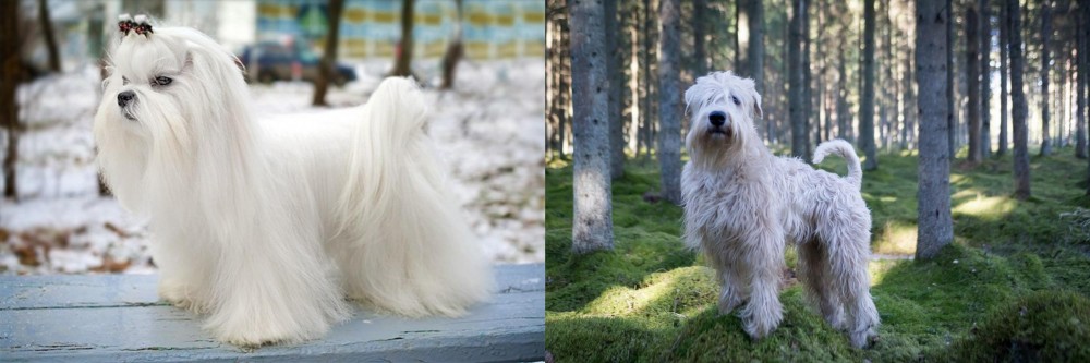 Soft-Coated Wheaten Terrier vs Maltese - Breed Comparison