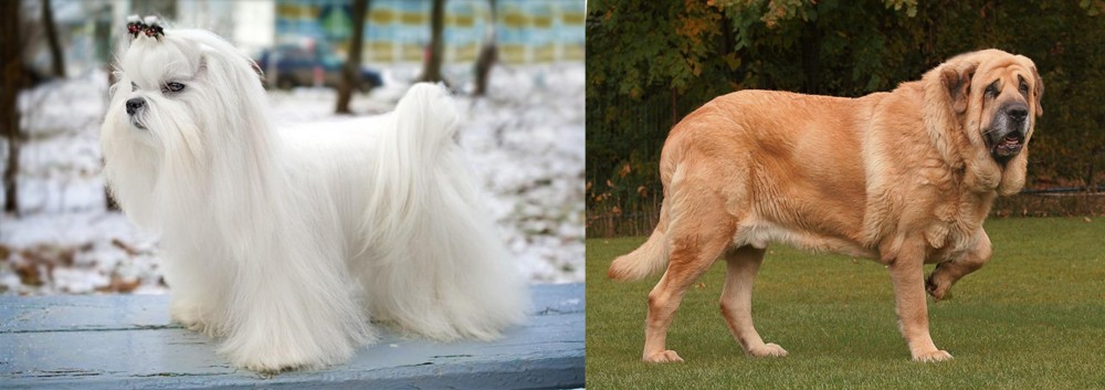 Spanish Mastiff vs Maltese - Breed Comparison