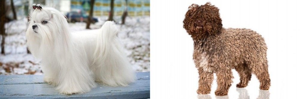 Spanish Water Dog vs Maltese - Breed Comparison