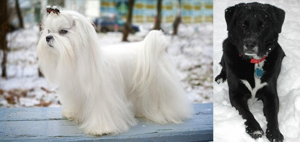 St. John's Water Dog vs Maltese - Breed Comparison