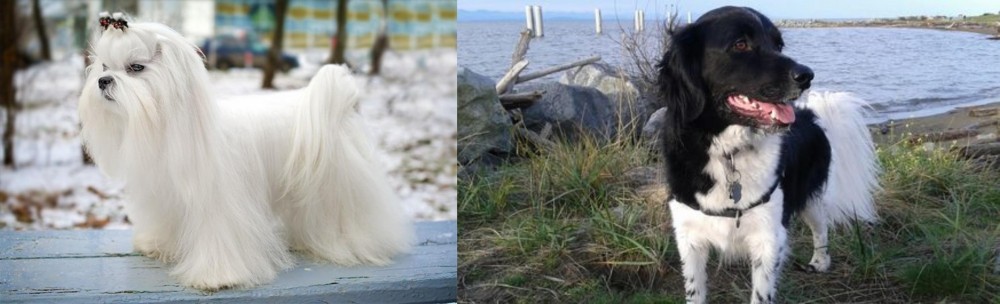 Stabyhoun vs Maltese - Breed Comparison