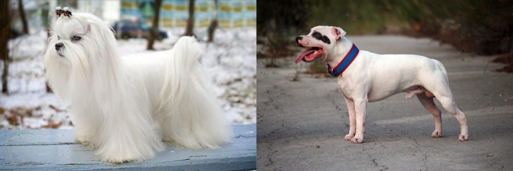 Staffordshire Bull Terrier vs Maltese - Breed Comparison