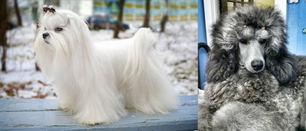 Standard Poodle vs Maltese - Breed Comparison