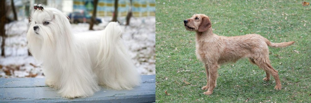 Styrian Coarse Haired Hound vs Maltese - Breed Comparison