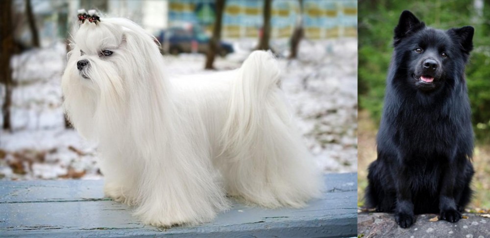 Swedish Lapphund vs Maltese - Breed Comparison
