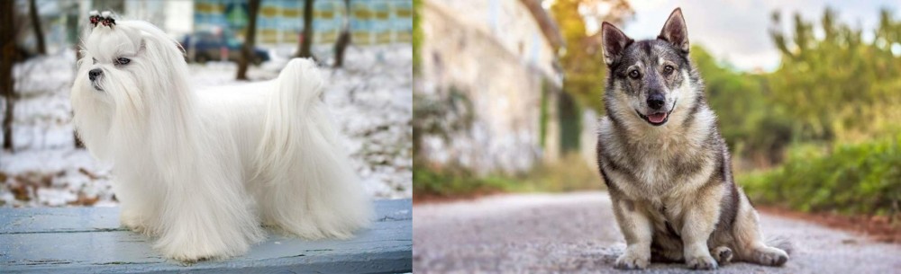 Swedish Vallhund vs Maltese - Breed Comparison
