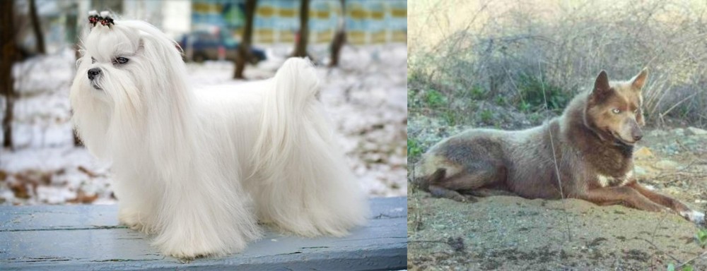 Tahltan Bear Dog vs Maltese - Breed Comparison