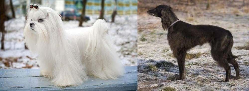 Taigan vs Maltese - Breed Comparison