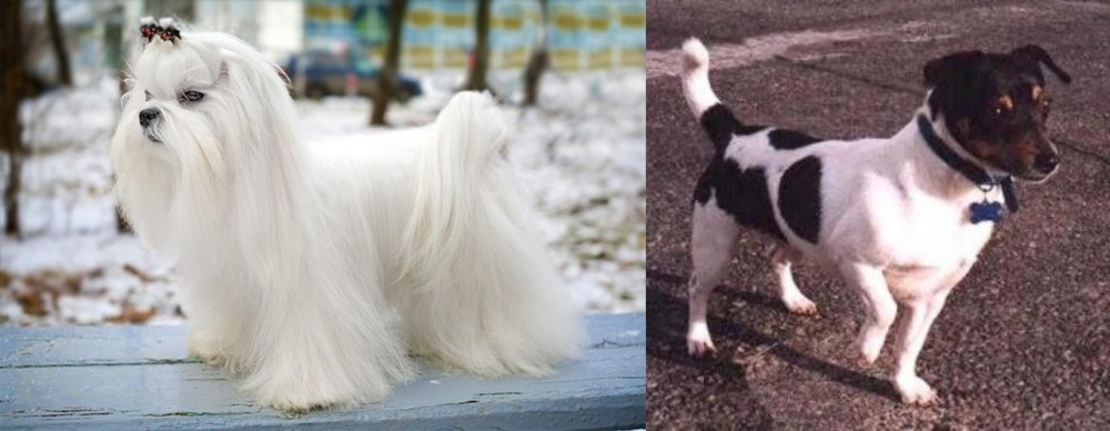 Teddy Roosevelt Terrier vs Maltese - Breed Comparison