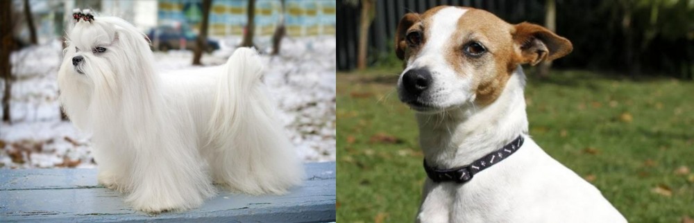 Tenterfield Terrier vs Maltese - Breed Comparison