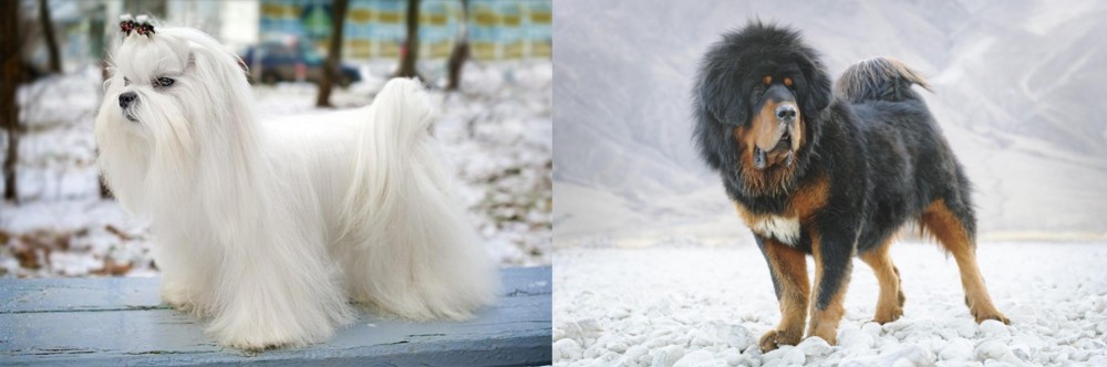 Tibetan Mastiff vs Maltese - Breed Comparison