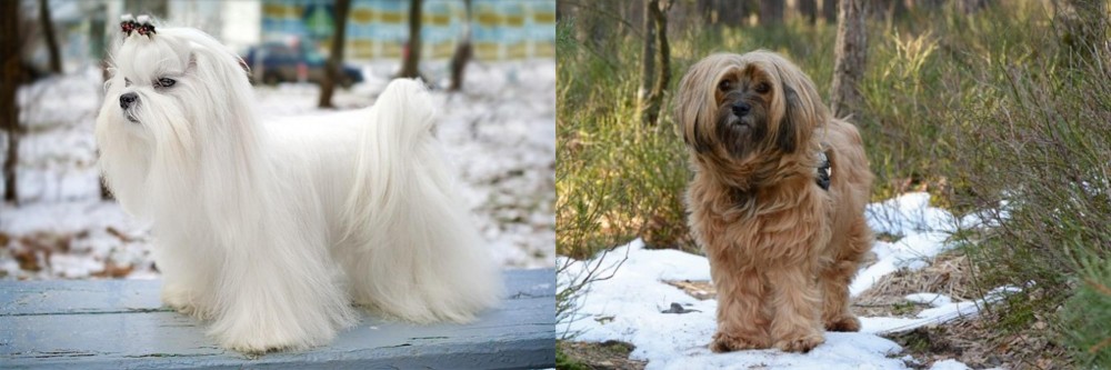 Tibetan Terrier vs Maltese - Breed Comparison