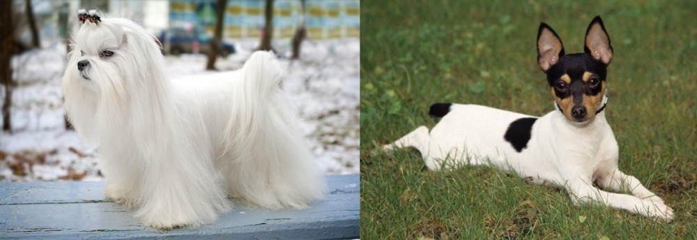 Toy Fox Terrier vs Maltese - Breed Comparison