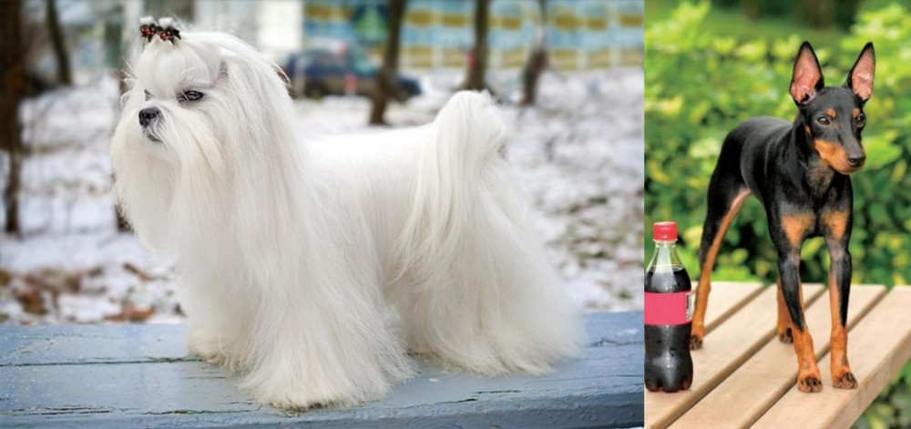Toy Manchester Terrier vs Maltese - Breed Comparison