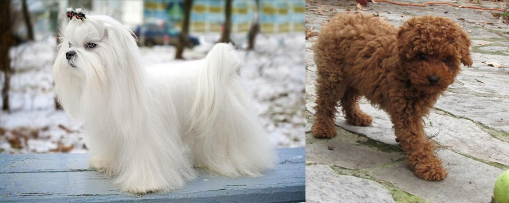 Toy Poodle vs Maltese - Breed Comparison