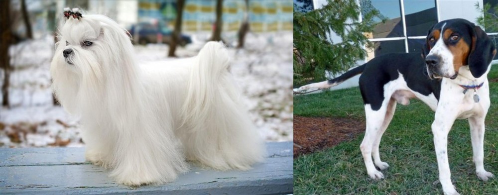 Treeing Walker Coonhound vs Maltese - Breed Comparison