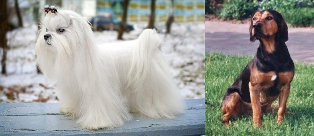 Tyrolean Hound vs Maltese - Breed Comparison