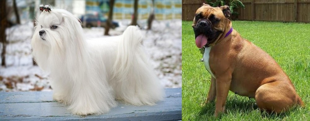Valley Bulldog vs Maltese - Breed Comparison