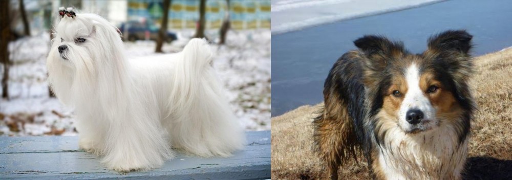 Welsh Sheepdog vs Maltese - Breed Comparison