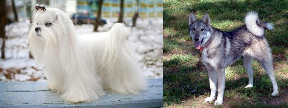 West Siberian Laika vs Maltese - Breed Comparison