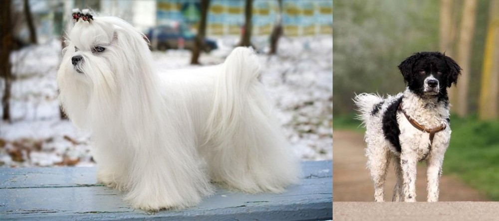 Wetterhoun vs Maltese - Breed Comparison