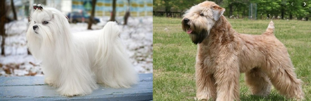 Wheaten Terrier vs Maltese - Breed Comparison