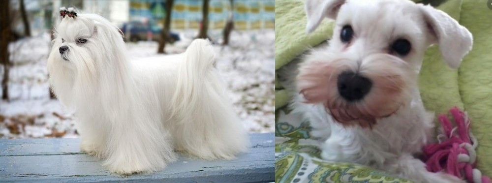 White Schnauzer vs Maltese - Breed Comparison